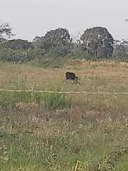 Bos taurus