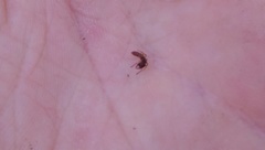 Stigmatomma pallipes