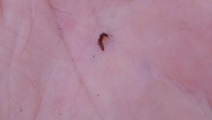 Stigmatomma pallipes