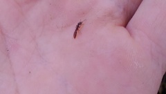 Stigmatomma pallipes