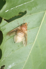 Goniops chrysocoma