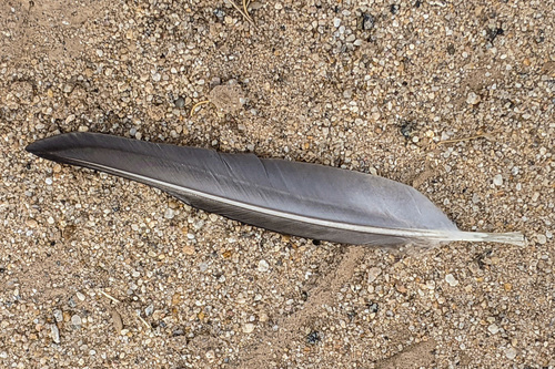 Plume de Canard à front blanc