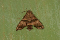 Perigonia lusca