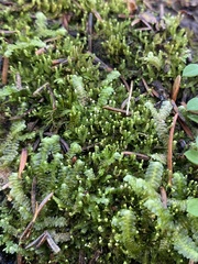 Odontoschisma denudatum