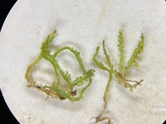 Odontoschisma denudatum