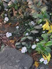 Catharanthus roseus