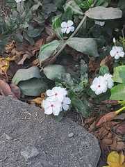 Catharanthus roseus