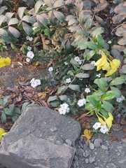 Catharanthus roseus