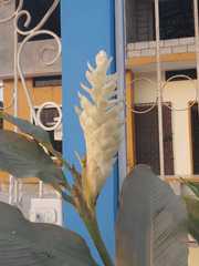 Alpinia purpurata