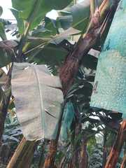 Musa