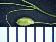 Dichanthelium boreale