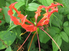 Gloriosa superba