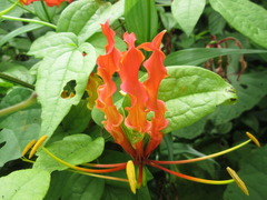 Gloriosa superba