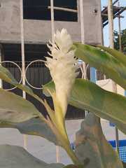 Alpinia purpurata