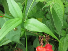 Gloriosa superba