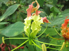 Gloriosa superba