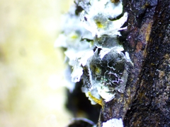 Badhamia capsulifera