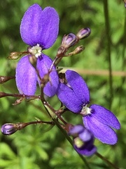 Stylidium pritzelianum