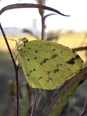 Eurema mandarina