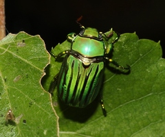 Chrysina gloriosa