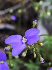 Stylidium pritzelianum