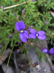 Stylidium pritzelianum