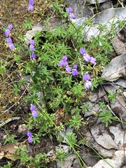 Stylidium pritzelianum