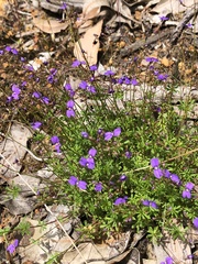 Stylidium pritzelianum