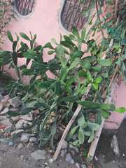 Opuntia
