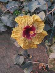 Hibiscus