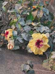 Hibiscus