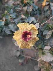 Hibiscus