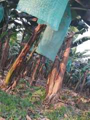 Musa