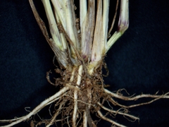 Eragrostis pectinacea pectinacea