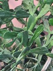 Opuntia