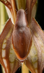 Pterostylis woollsii
