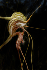 Pterostylis woollsii