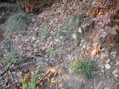 Erysimum pseudorhaeticum