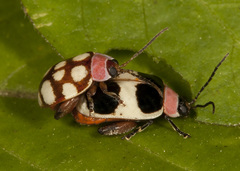 Alagoasa bipunctata