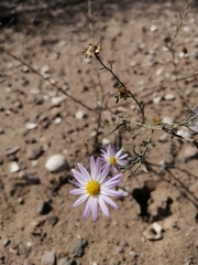 Leucosyris coulteri