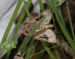 Hypotrix lunata