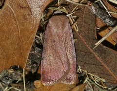 Anicla biformata