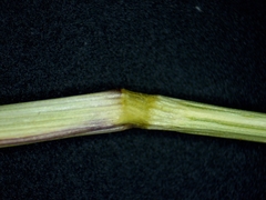 Eragrostis pectinacea pectinacea