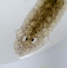 Girardia tigrina