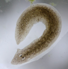 Girardia tigrina
