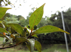 Ficus oleifolia