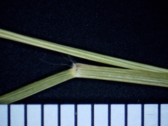 Eragrostis pectinacea pectinacea