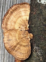 Hexagonia tenuis