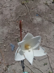 Zephyranthes longituba