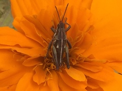 Sphenarium purpurascens